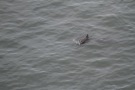 Missing Picture